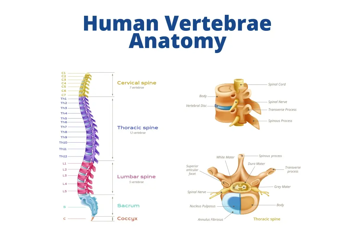 The Anatomy of the Spine and Spine Compression